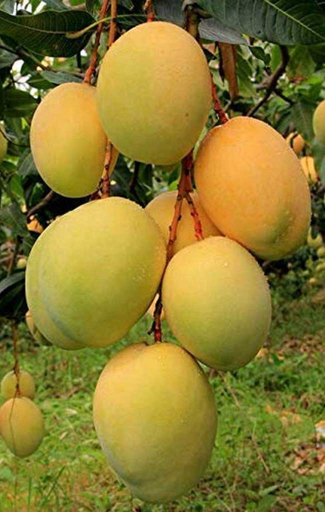 Picture of Hapus Mango on trees